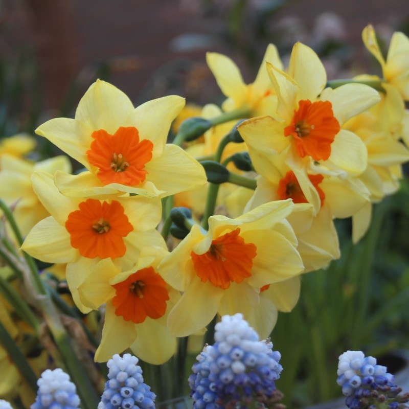 Narcissus 'Suzy' Narcissus 'Suzy'