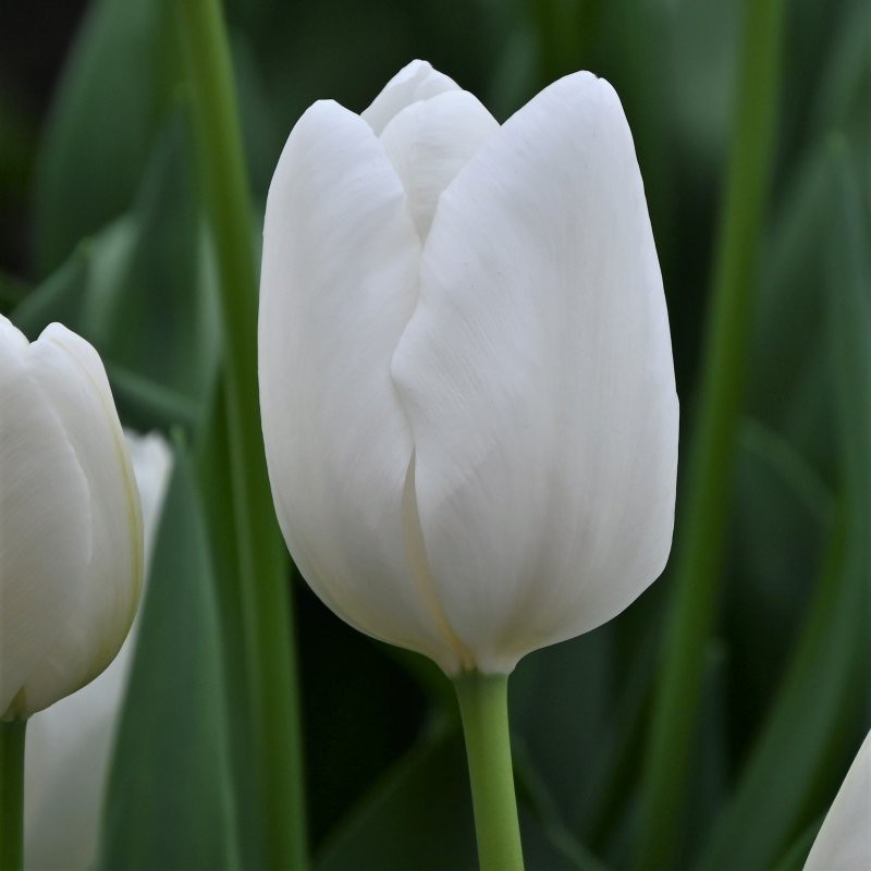 Tulipa 'Hakuun' Tulipa 'Hakuun'
