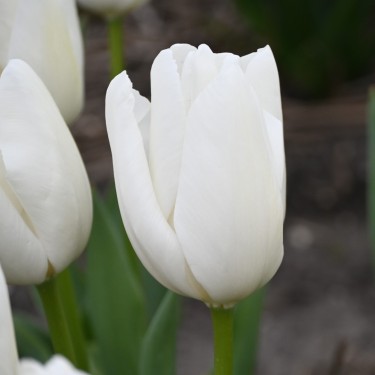 Tulipa 'Hakuun' Tulipa 'Hakuun'