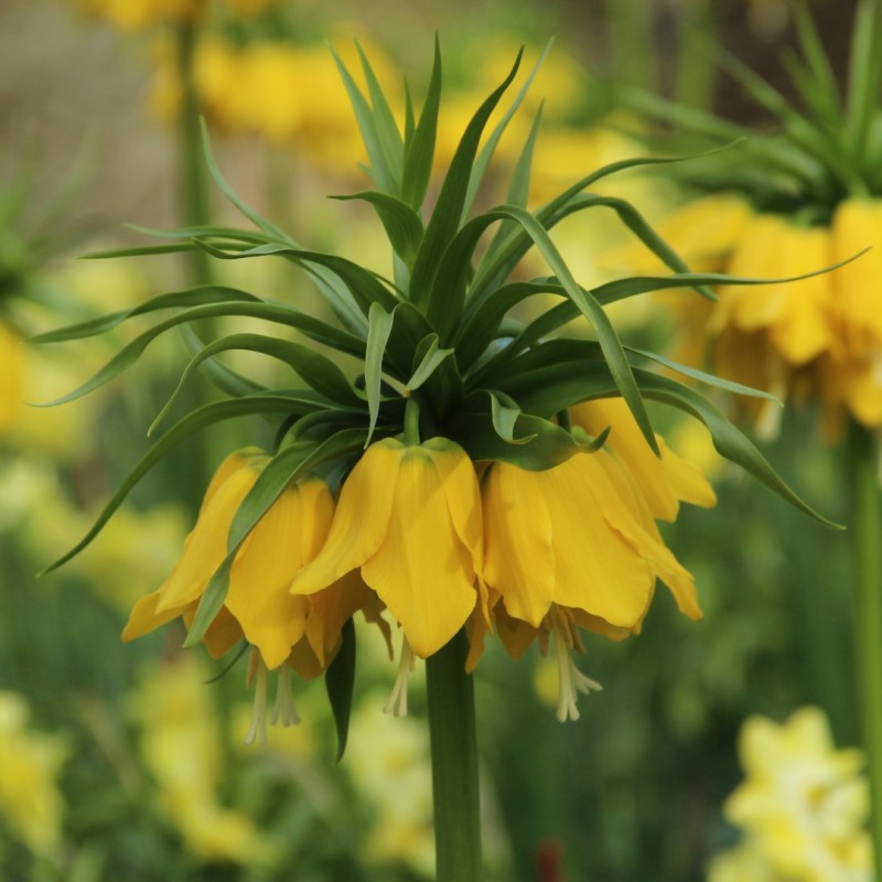 Fritillaria 'Maxima Lutea' Fritillaria 'Maxima Lutea'