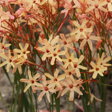 Ixia paniculata 'Eos' Ixia paniculata 'Eos'
