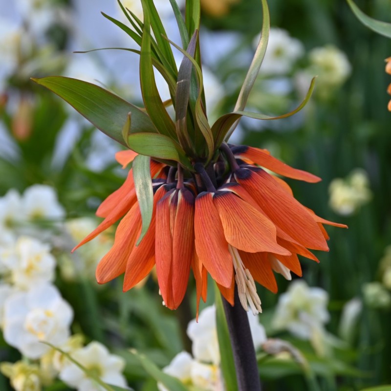 Fritillaria 'Orange Beauty' Fritillaria 'Orange Beauty'