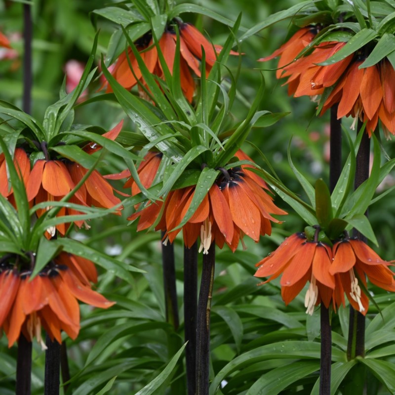 Fritillaria 'Orange Beauty' Fritillaria 'Orange Beauty'