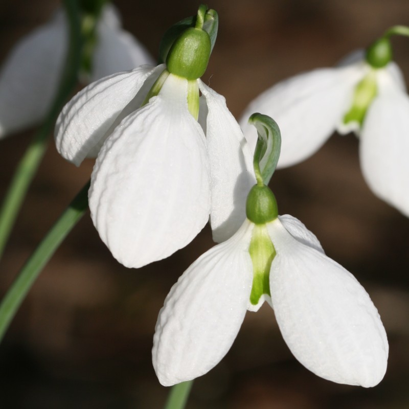 Galanthus 'Chantry Taffeta' Galanthus 'Chantry Taffeta'