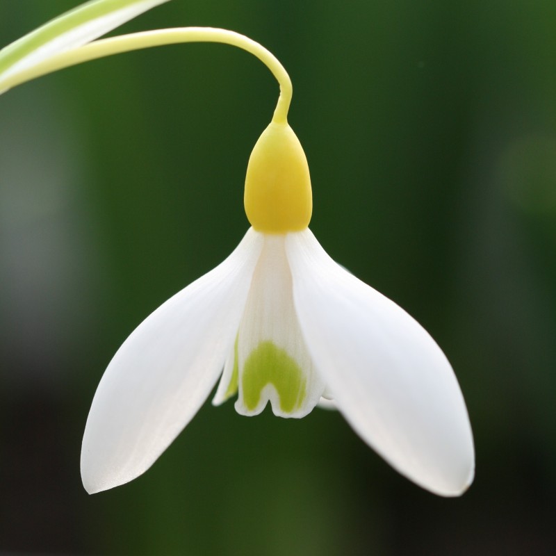 Galanthus 'Dick's Early Yellow' Galanthus 'Dick's Early Yellow'
