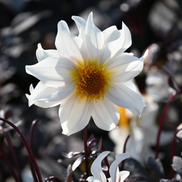 Dahlia 'Little Swan' -BIO-