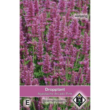 Agastache hybrida 'Arcado Pink' -zaden- Agastache hybrida 'Arcado Pink' -zaden-