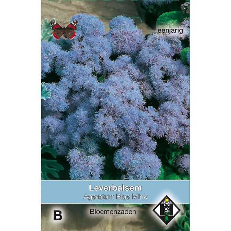 Ageratum mexicanum 'Blue Mink' -zaden- Ageratum mexicanum 'Blue Mink' -zaden-
