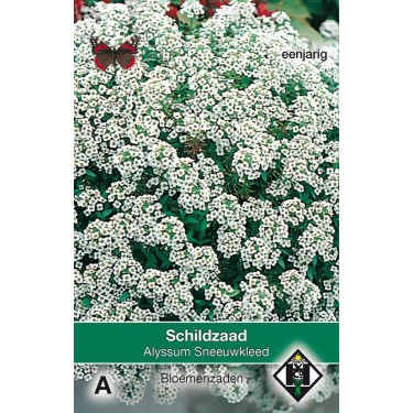 Alyssum maritimum 'Sneeuwkleed' -zaden-