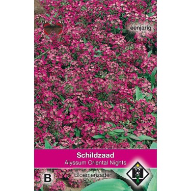 Alyssum maritimum 'Oriental Nights' -zaden-