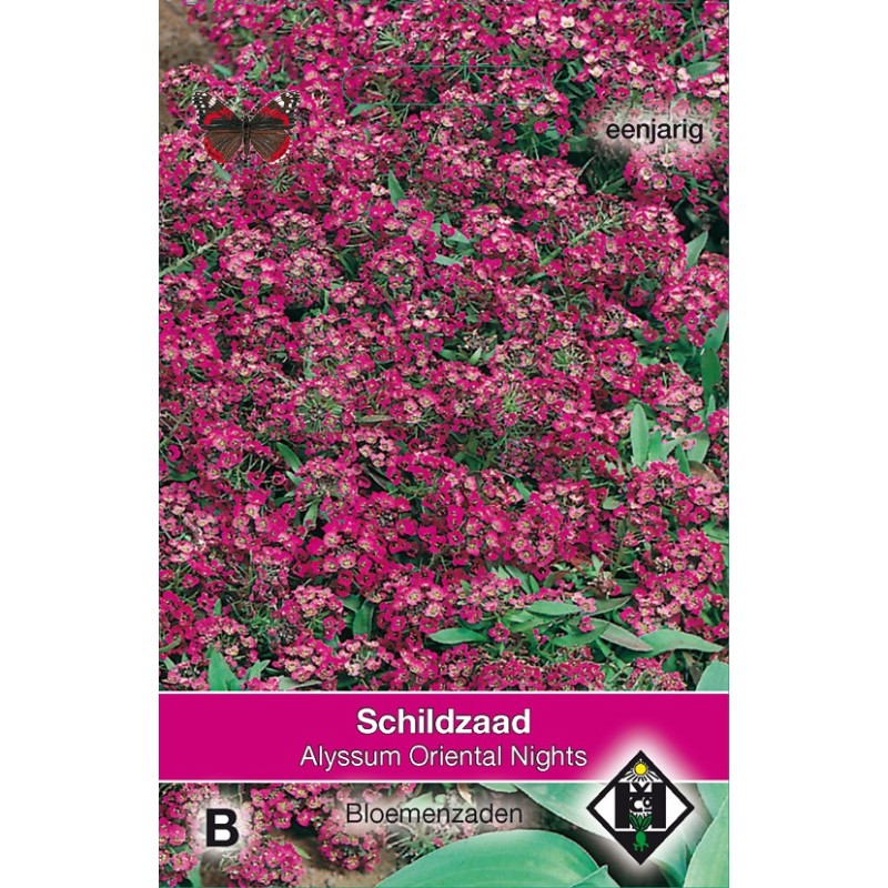 Alyssum maritimum 'Oriental Nights' -zaden- Alyssum maritimum 'Oriental Nights' -zaden-