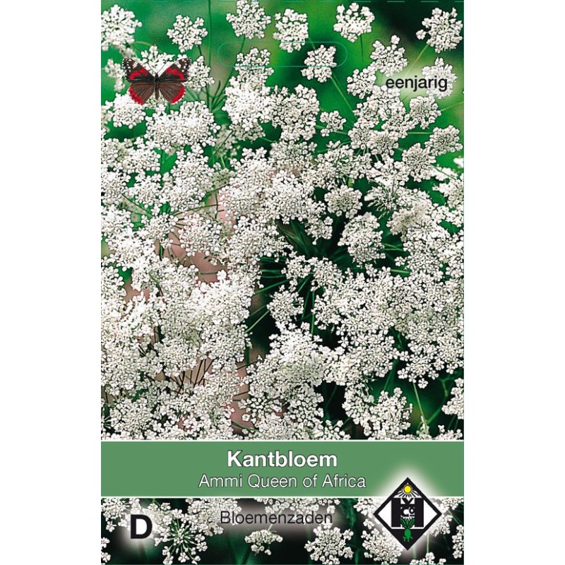 Ammi majus 'Queen of Africa' -zaden- Ammi majus 'Queen of Africa' -zaden-