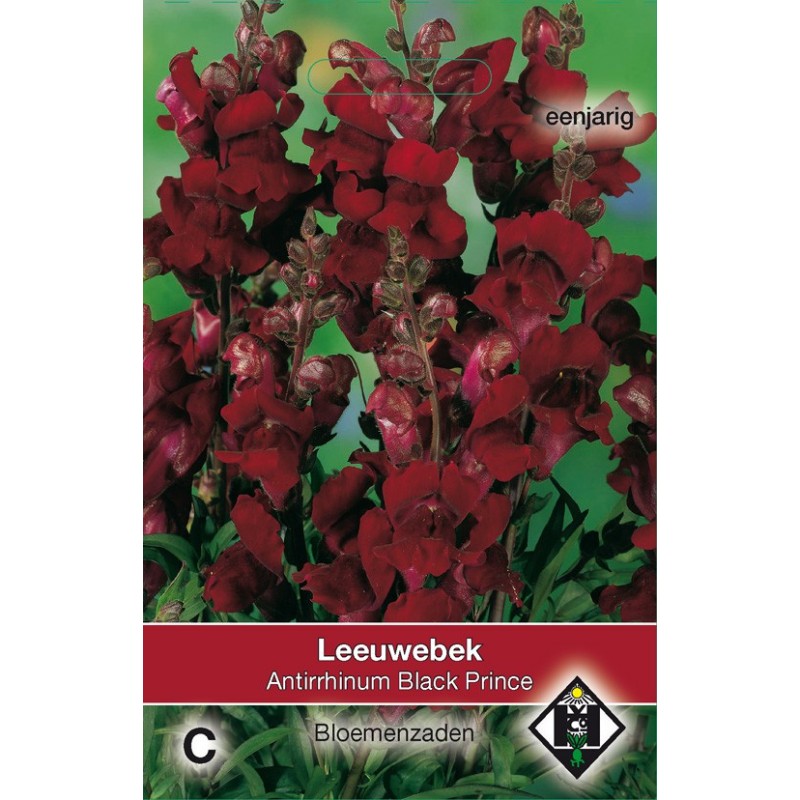 Antirrhinum majus nanum 'Black Prince' -zaden- Antirrhinum majus nanum 'Black Prince' -zaden-