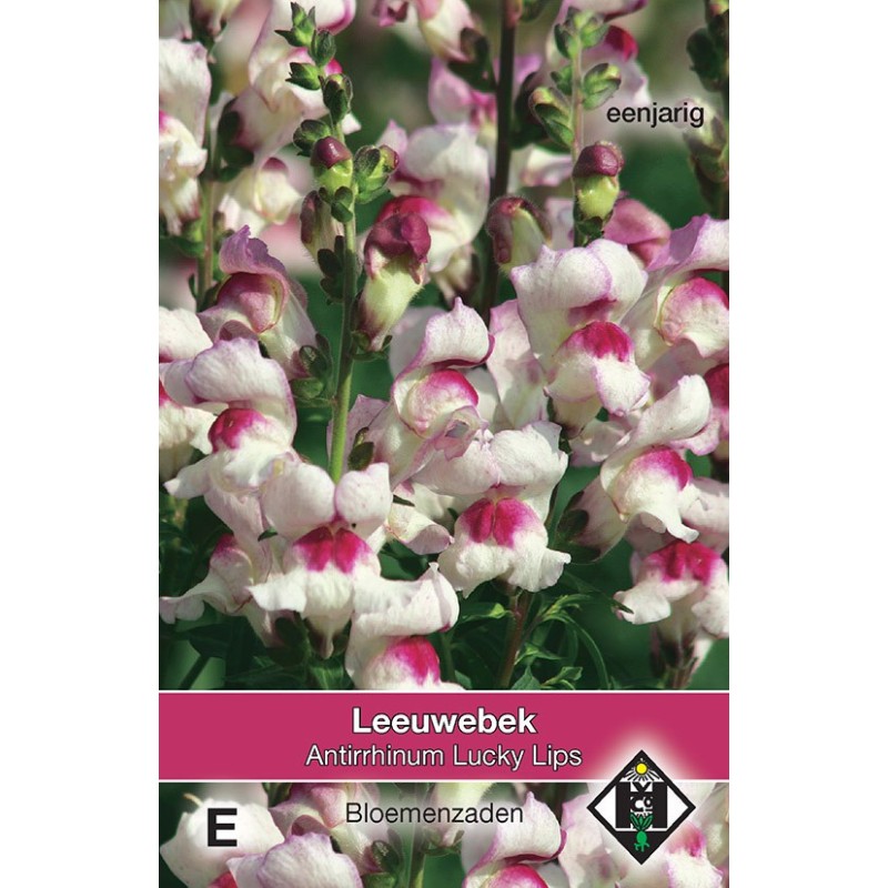 Antirrhinum majus 'Lucky Lips' -zaden- Antirrhinum majus 'Lucky Lips' -zaden-