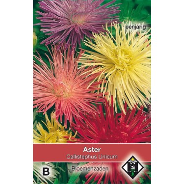 Aster chinensis 'Unicum' -zaden- Aster chinensis 'Unicum' -zaden-