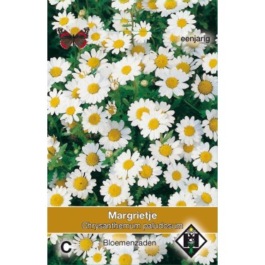 Chrysanthemum paludosum  -zaden-