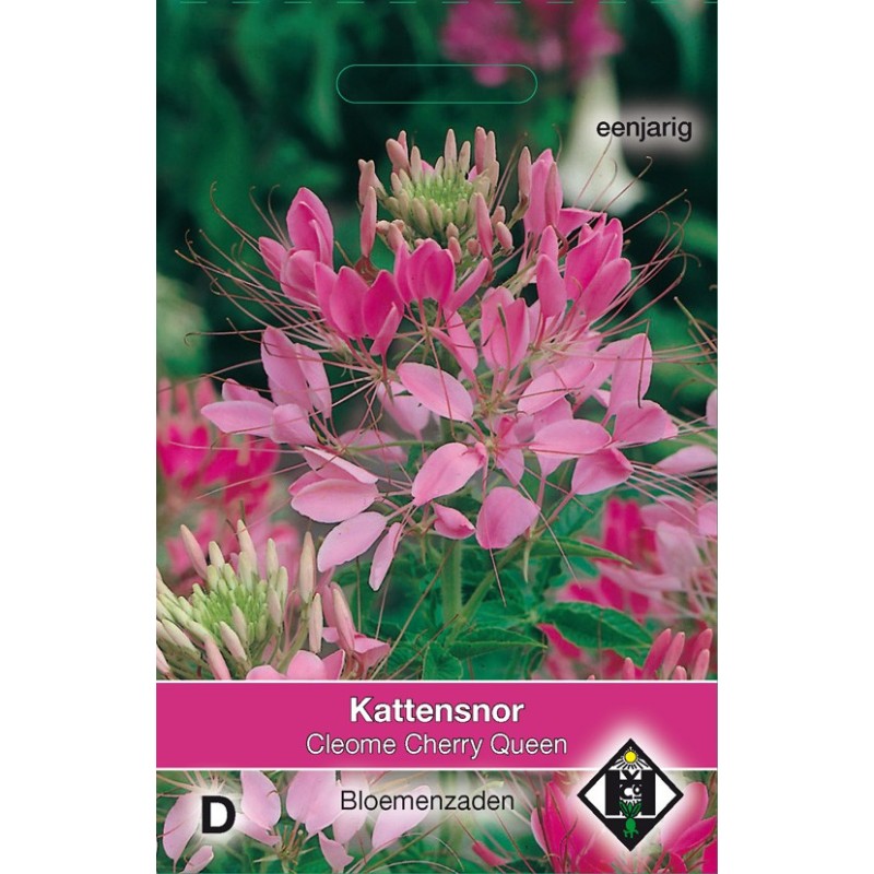 Cleome hassleriana 'Cherry Queen' -zaden- Cleome hassleriana 'Cherry Queen' -zaden-