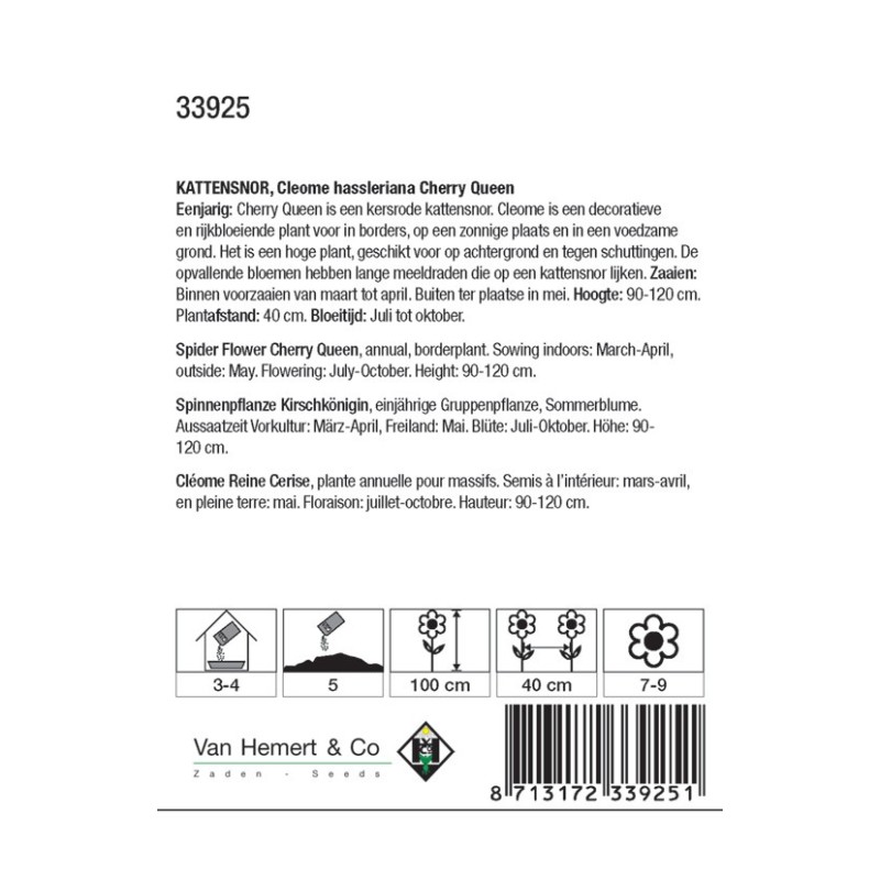 Cleome hassleriana 'Cherry Queen' -zaden- Cleome hassleriana 'Cherry Queen' -zaden-