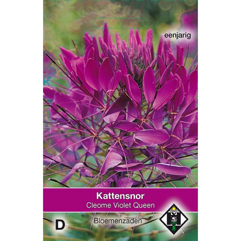 Cleome hassleriana 'Violet Queen' -zaden- Cleome hassleriana 'Violet Queen' -zaden-