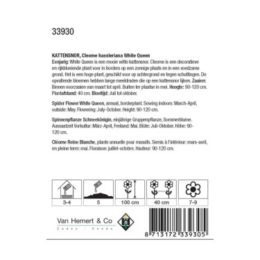 Cleome hassleriana 'White Queen' -zaden- Cleome hassleriana 'White Queen' -zaden-