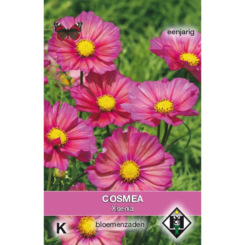 Cosmos bipinnatus 'Xsenia' -zaden- Cosmos bipinnatus 'Xsenia' -zaden-
