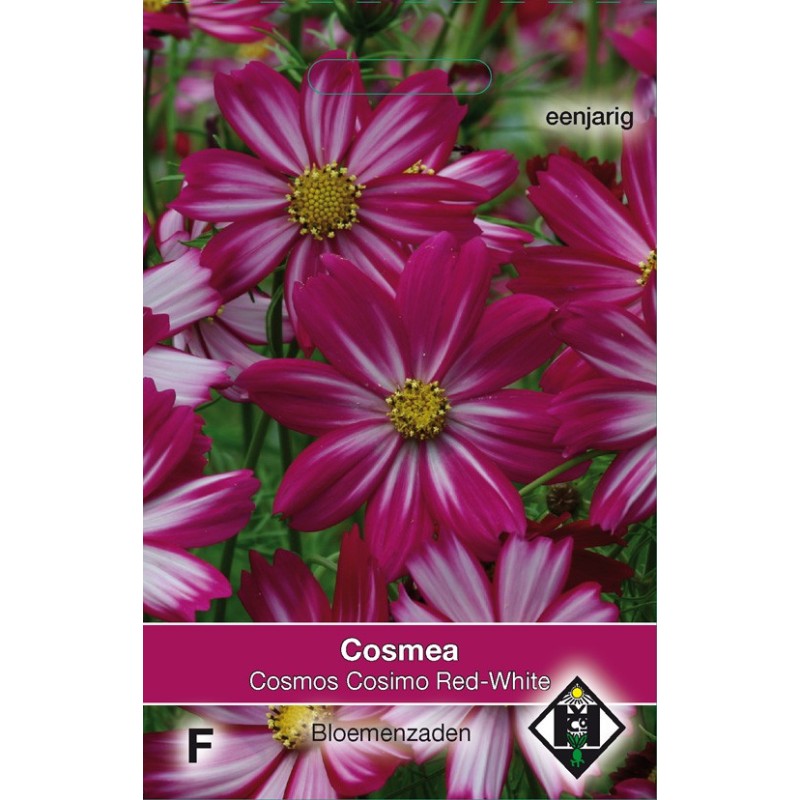 Cosmos bipinnatus 'Cosimo Red-White' -zaden- Cosmos bipinnatus 'Cosimo Red-White' -zaden-