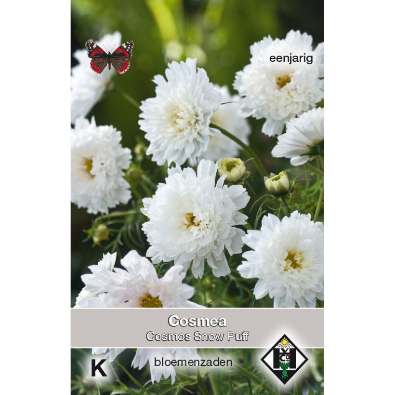 Cosmos bipinnatus 'Snow Puff' -zaden- Cosmos bipinnatus 'Snow Puff' -zaden-