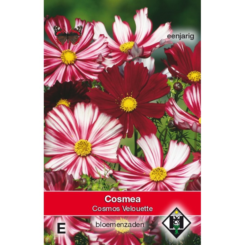 Cosmos bipinnatus 'Velouette' -zaden- Cosmos bipinnatus 'Velouette' -zaden-
