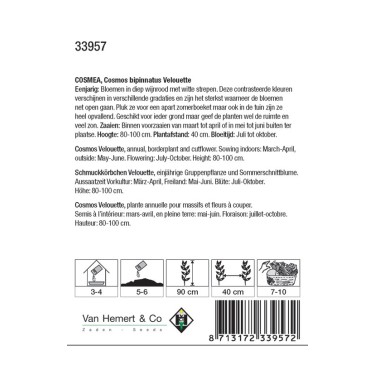 Cosmos bipinnatus 'Velouette' -zaden- Cosmos bipinnatus 'Velouette' -zaden-