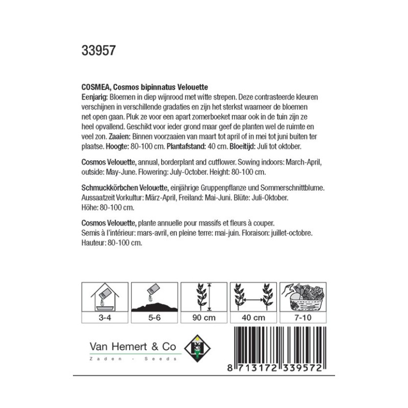 Cosmos bipinnatus 'Velouette' -zaden- Cosmos bipinnatus 'Velouette' -zaden-