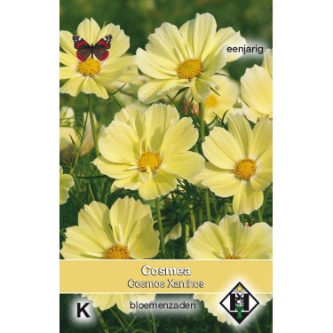 Cosmos bipinnatus 'Xanthos' -zaden-