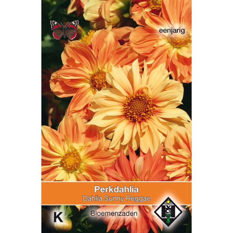 Dahlia variabilis 'Sunny Reggae' -zaden- Dahlia variabilis 'Sunny Reggae' -zaden-