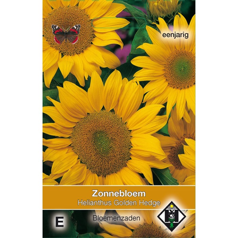 Helianthus annuus 'Golden Hedge' -zaden- Helianthus annuus 'Golden Hedge' -zaden-