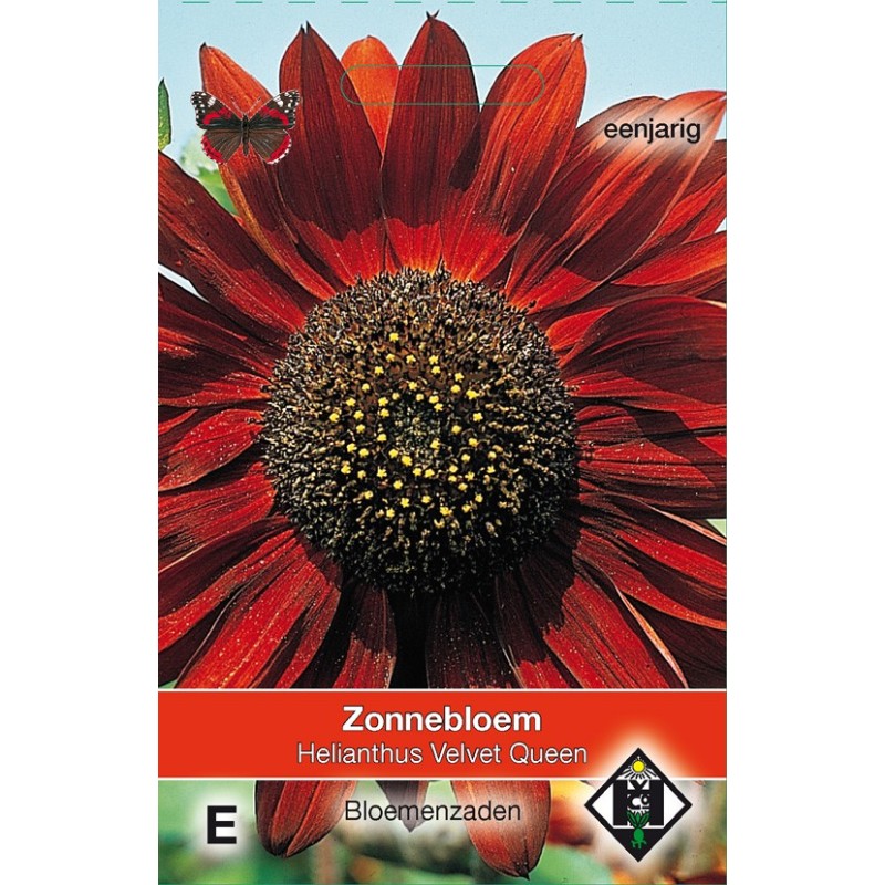 Helianthus annuus 'Velvet Queen' -zaden- Helianthus annuus 'Velvet Queen' -zaden-