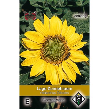 Helianthus annuus 'Zebulon' -zaden-