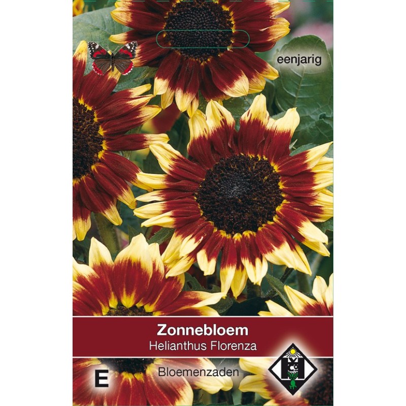 Helianthus annuus 'Florenza' -zaden- Helianthus annuus 'Florenza' -zaden-