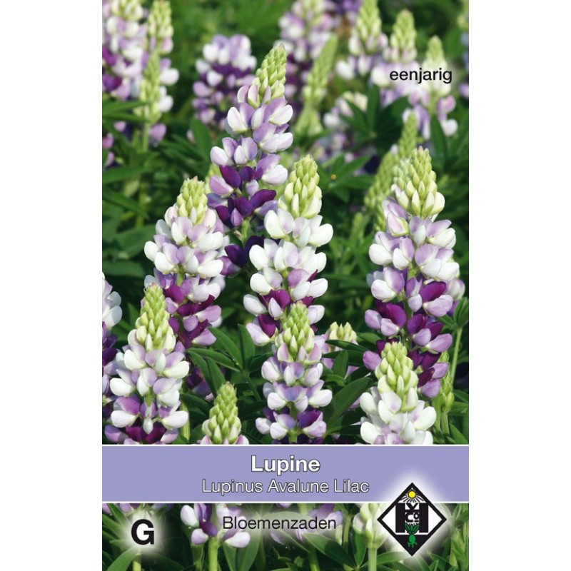 Lupinus hartwegii 'Avalune Lilac' -zaden-