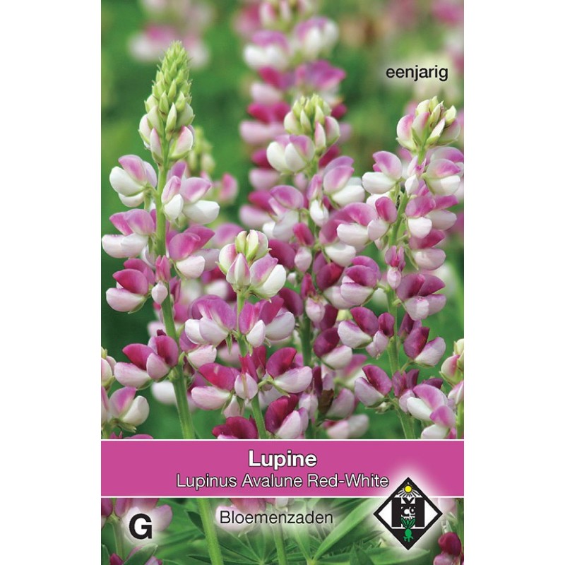 Lupinus hartwegii 'Avalune Red-White' -zaden- Lupinus hartwegii 'Avalune Red-White' -zaden-