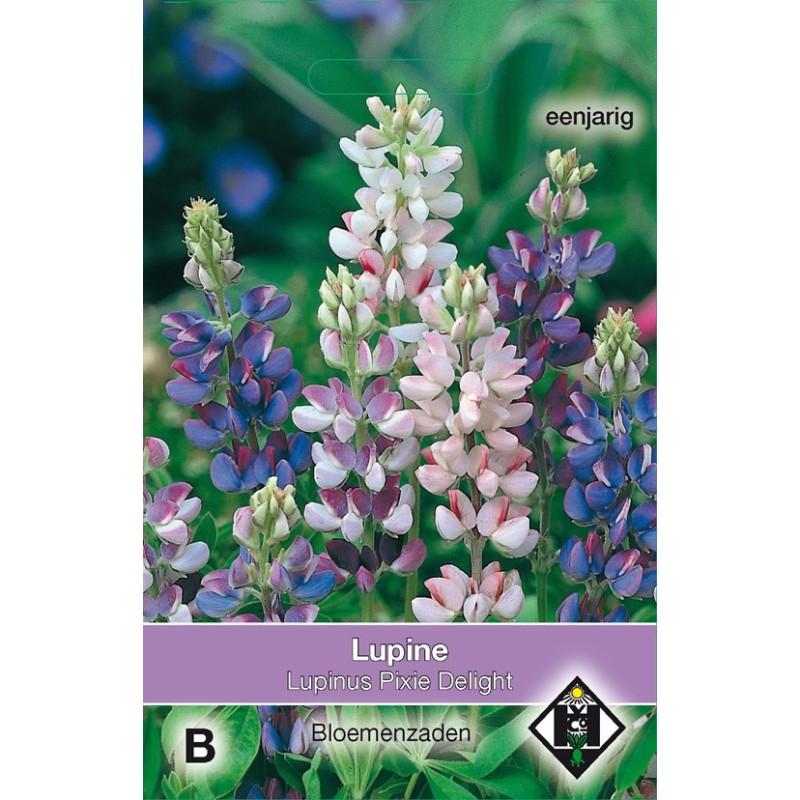 Lupinus hartwegii 'Pixie Delight' -zaden-
