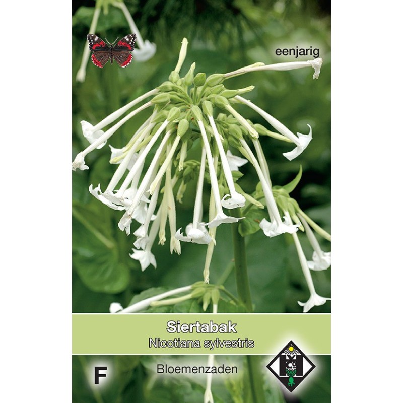 Nicotiana sylvestris -zaden-