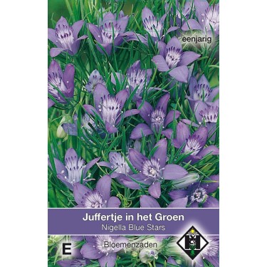 Nigella garidella 'Blue Stars' -zaden-