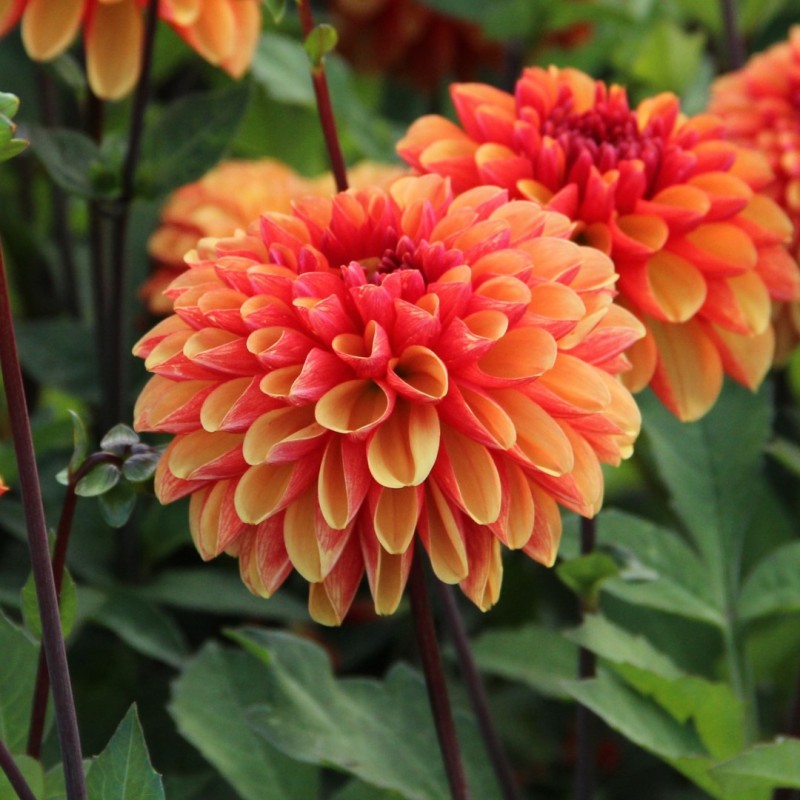 Dahlia 'American Sunset' Dahlia 'American Sunset'