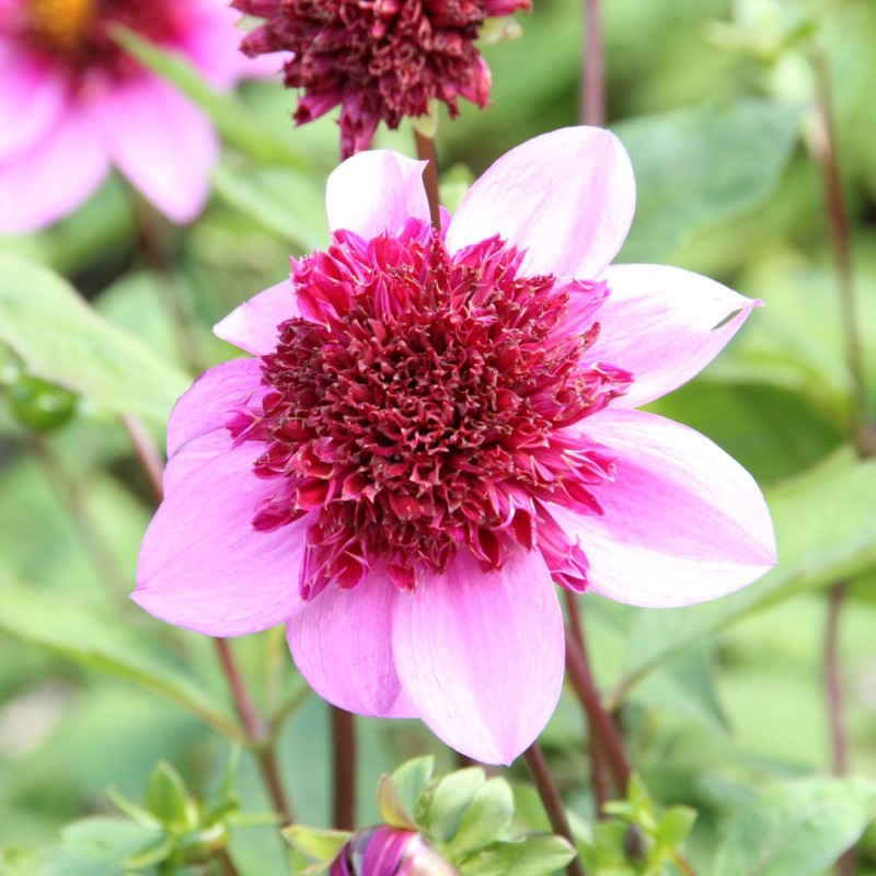 Dahlia 'Blue Bayou' ® Dahlia 'Blue Bayou' ®