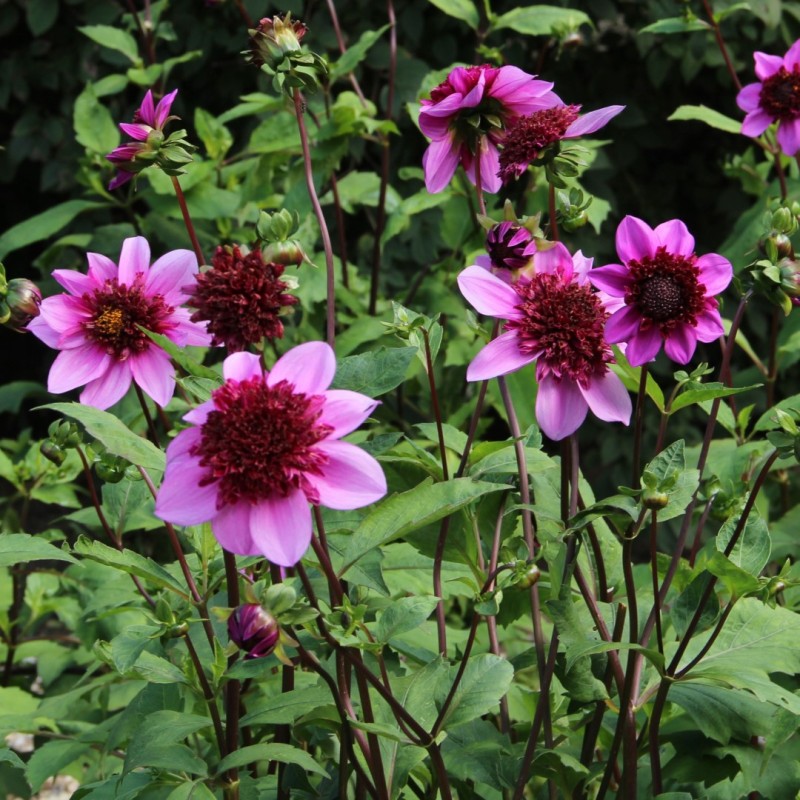 Dahlia 'Blue Bayou' ® Dahlia 'Blue Bayou' ®