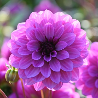 Dahlia 'Blue Bell' Dahlia 'Blue Bell'