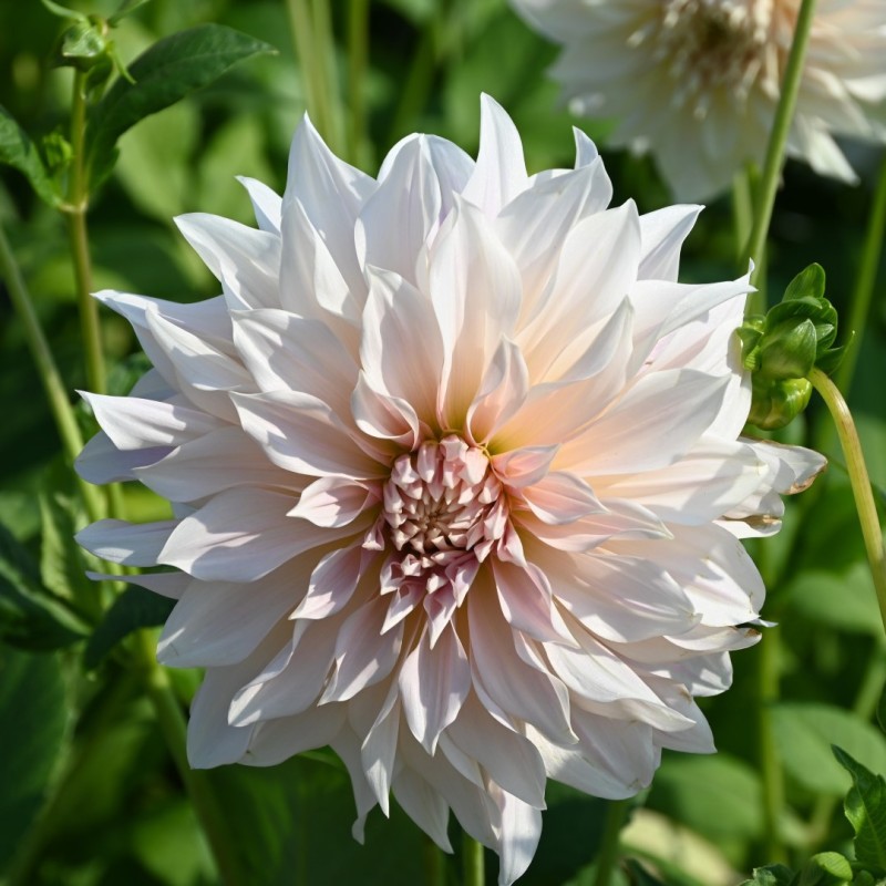 Dahlia 'Café au Lait' Dahlia 'Café au Lait'