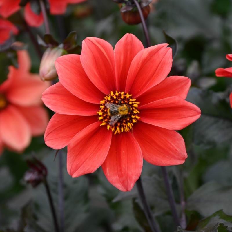 Dahlia 'Catherine Deneuve' Dahlia 'Catherine Deneuve'