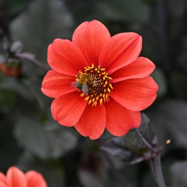 Dahlia 'Catherine Deneuve' Dahlia 'Catherine Deneuve'