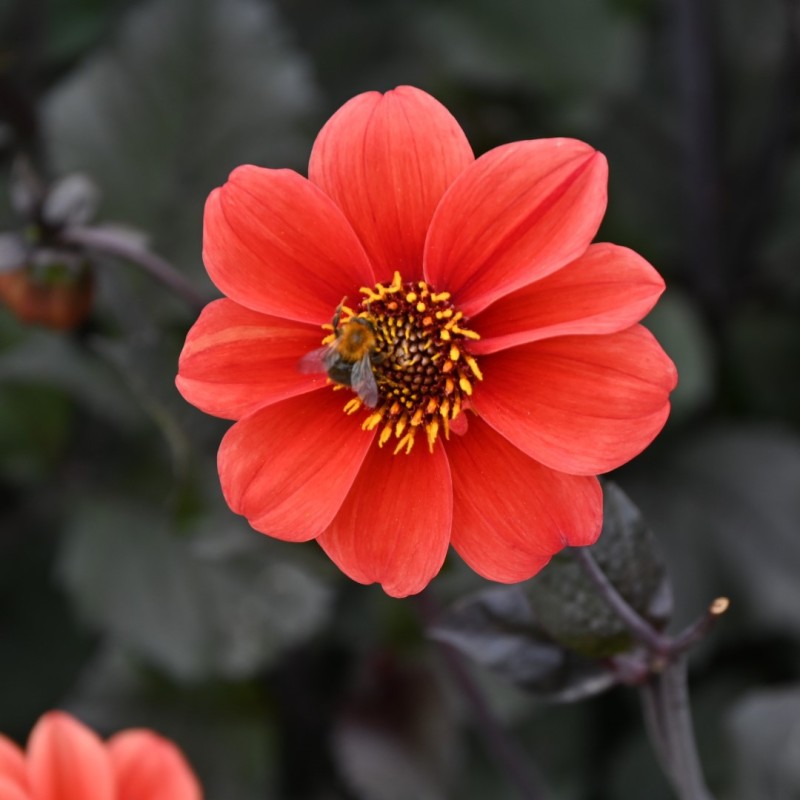 Dahlia 'Catherine Deneuve' Dahlia 'Catherine Deneuve'