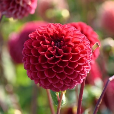 Dahlia 'Cornel' Dahlia 'Cornel'